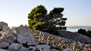 Rab, 131111.
Topao i suncan dan na Rabu idealan je za setnju po barbatskom kantu (pasnjacima) i za otkrivanje ljepota barbatskih kamenih suhozida. Suhozid je gradjevina od prirodnog kamena kojeg su tezaci gradili slagajuci kamen na kamen bez koristenja ve Rab, 131111.
Topao i suncan dan na Rabu idealan je za setnju po barbatskom kantu (pasnjacima) i za otkrivanje ljepota barbatskih kamenih suhozida. Suhozid je gradjevina od prirodnog kamena kojeg su tezaci gradili slagajuci kamen na kamen bez koristenja ve