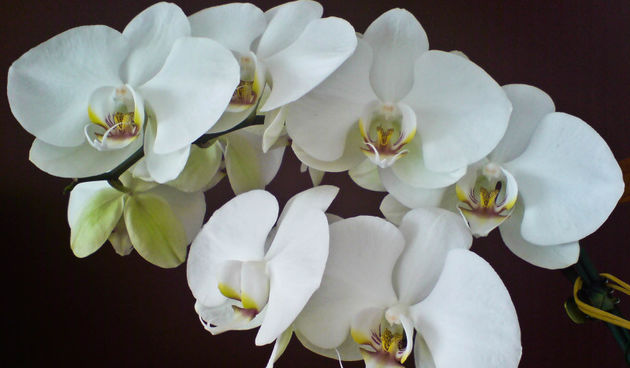 Orhideja, foto:www.forum.hr