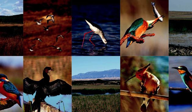 Izložba “Močvarna razglednica” u Muzeju grada Zadra