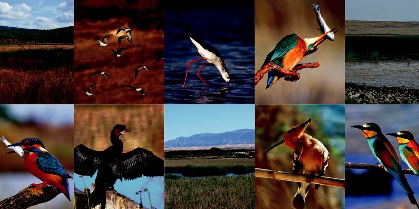 Izložba “Močvarna razglednica” u Muzeju grada Zadra Izložba “Močvarna razglednica” u Muzeju grada Zadra