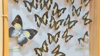 11. Noć muzeja u Zadru, foto-Iva Perinčić 11. Noć muzeja u Zadru, foto-Iva Perinčić