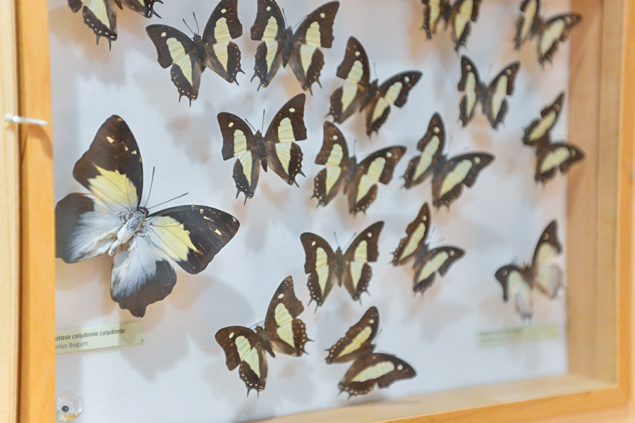 11. Noć muzeja u Zadru, foto-Iva Perinčić 11. Noć muzeja u Zadru, foto-Iva Perinčić