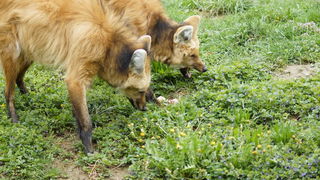 Zagreb, 080412.
U Zooloskom vrtu grada Zagreba neke od zivotinja tradicionalno su bile pocascene uskrsnim jajima. U sarenim pisanicama uzivali su lemuri, smedji kapucini, nosati rakuni, grivasti vukovi i ogrlicaste pekarije.
Na fotografiji: Grivasti vukov Zagreb, 080412.
U Zooloskom vrtu grada Zagreba neke od zivotinja tradicionalno su bile pocascene uskrsnim jajima. U sarenim pisanicama uzivali su lemuri, smedji kapucini, nosati rakuni, grivasti vukovi i ogrlicaste pekarije.
Na fotografiji: Grivasti vukov