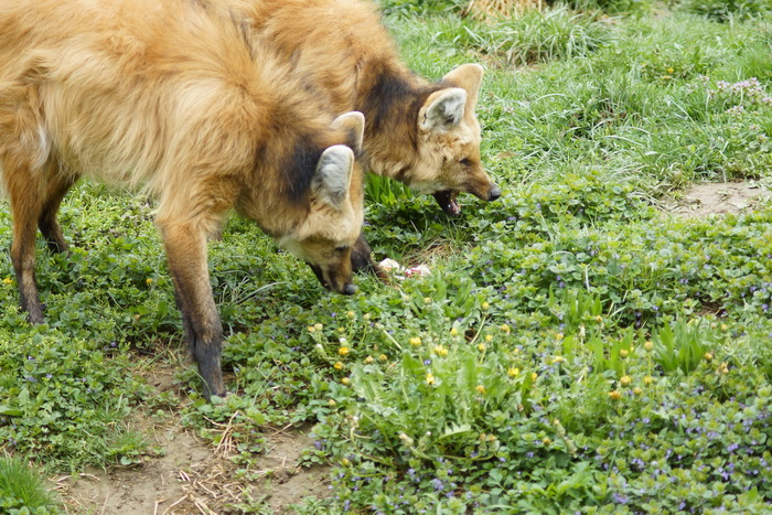 Zagreb, 080412.
U Zooloskom vrtu grada Zagreba neke od zivotinja tradicionalno su bile pocascene uskrsnim jajima. U sarenim pisanicama uzivali su lemuri, smedji kapucini, nosati rakuni, grivasti vukovi i ogrlicaste pekarije.
Na fotografiji: Grivasti vukov Zagreb, 080412.
U Zooloskom vrtu grada Zagreba neke od zivotinja tradicionalno su bile pocascene uskrsnim jajima. U sarenim pisanicama uzivali su lemuri, smedji kapucini, nosati rakuni, grivasti vukovi i ogrlicaste pekarije.
Na fotografiji: Grivasti vukov