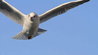 Galebovi u Jazinama, Foto: Leo Banić