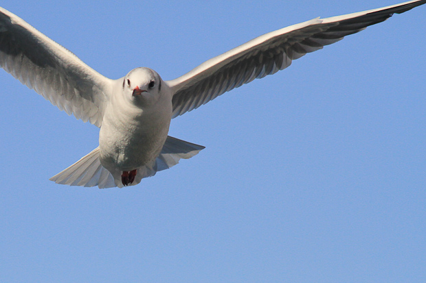 Galebovi u Jazinama, Foto: Leo Banić