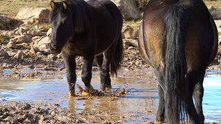 Libinje: Velebitski divlji konji, Foto: Leo Banić