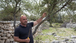 U Vrtovima lunjskih maslina održana 12. Lunjska maslinada. Foto: Vinko Pešić