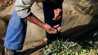 Pag, Lun, 221012.
Berba maslina u lunskom masliniku koji se nalazi kod mjesta Lun na otoku Pagu. Omedjen je suhozidima, prostire se na 400 hektara i sadrzi oko 80.000 stabala maslina. Najveci je maslinik u Hrvatskoj. U Lunskom masliniku rastu brojne jedin Pag, Lun, 221012.
Berba maslina u lunskom masliniku koji se nalazi kod mjesta Lun na otoku Pagu. Omedjen je suhozidima, prostire se na 400 hektara i sadrzi oko 80.000 stabala maslina. Najveci je maslinik u Hrvatskoj. U Lunskom masliniku rastu brojne jedin