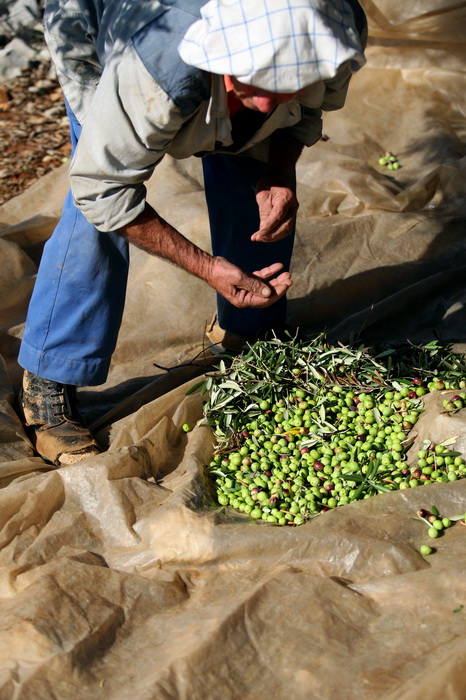 Pag, Lun, 221012.
Berba maslina u lunskom masliniku koji se nalazi kod mjesta Lun na otoku Pagu. Omedjen je suhozidima, prostire se na 400 hektara i sadrzi oko 80.000 stabala maslina. Najveci je maslinik u Hrvatskoj. U Lunskom masliniku rastu brojne jedin Pag, Lun, 221012.
Berba maslina u lunskom masliniku koji se nalazi kod mjesta Lun na otoku Pagu. Omedjen je suhozidima, prostire se na 400 hektara i sadrzi oko 80.000 stabala maslina. Najveci je maslinik u Hrvatskoj. U Lunskom masliniku rastu brojne jedin