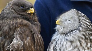 Rastopit će vam srce: Ozlijeđene sove na oporavku u zagrebačkom Zološkom vrtu