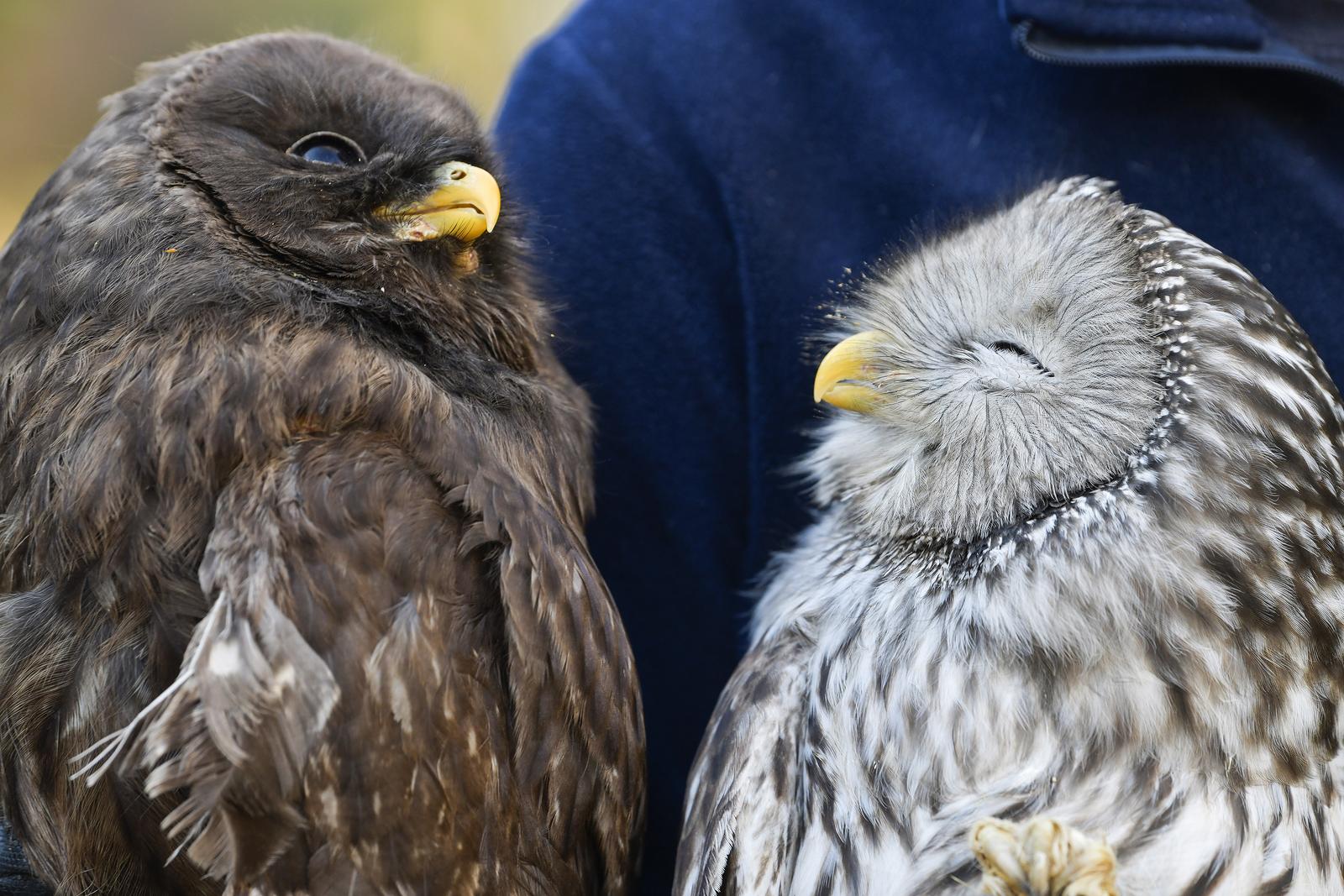 Rastopit će vam srce: Ozlijeđene sove na oporavku u zagrebačkom Zološkom vrtu