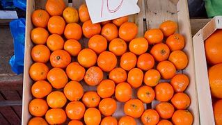 Đir po pijaci, 30. siječnja 2012. (foto:Saša Čuka)