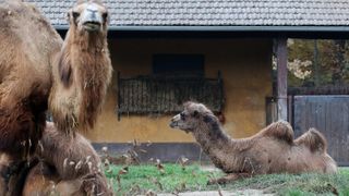 U Zoološki vrt Grada Zagreba stigla je mlada dvogrba deva Zsofia