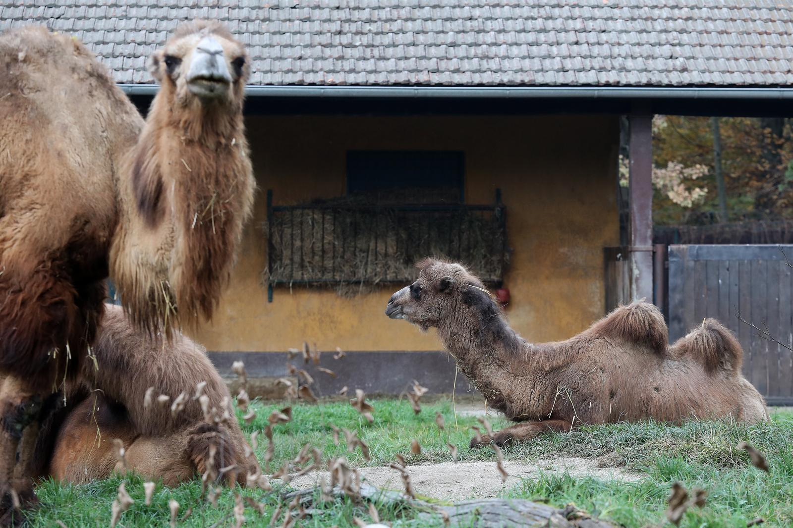 U Zoološki vrt Grada Zagreba stigla je mlada dvogrba deva Zsofia