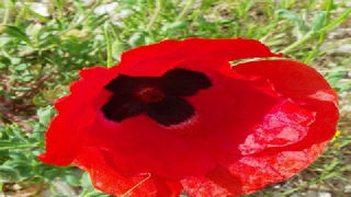 Prvosvibanjski izlet na Sveti Mihovil, Foto: Tomislav Ivanov