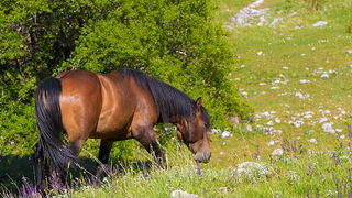 Velebitski divlji konji, Foto: Leo Banić