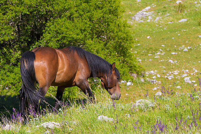 Velebitski divlji konji, Foto: Leo Banić