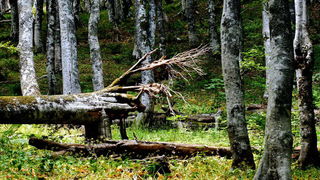 Đir do Kremena, foto: L. Kvarantan