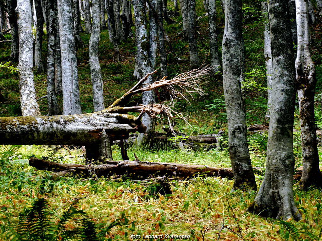 Đir do Kremena, foto: L. Kvarantan