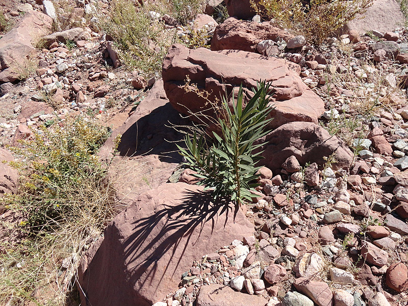 Skitnja po Maroku, foto: Pero Šindija Skitnja po Maroku, foto: Pero Šindija