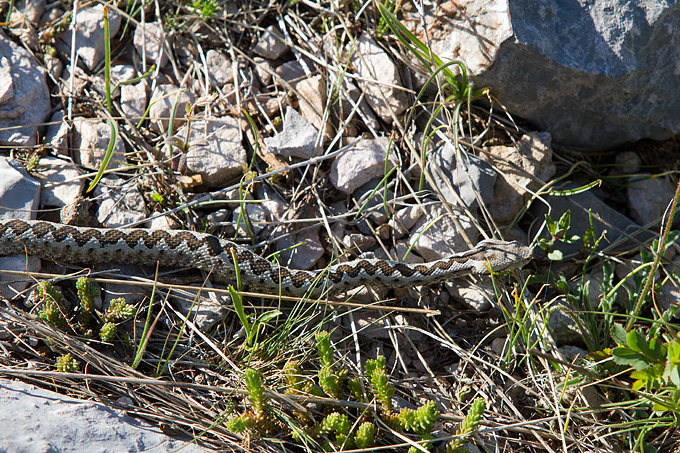 Velebitski divlji konji, Foto: Leo Banić