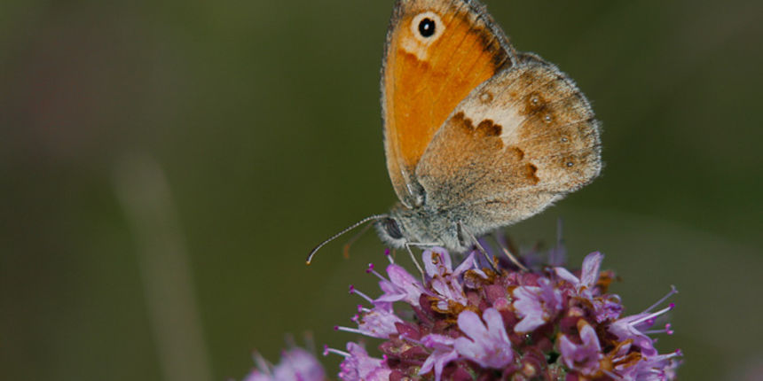 Image 932729 (auto) Image 932729 (auto)