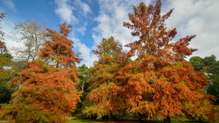 Jesenski đir po gradu, 15. studenog 2014. , foto: Marin Pitton Jesenski đir po gradu, 15. studenog 2014. , foto: Marin Pitton