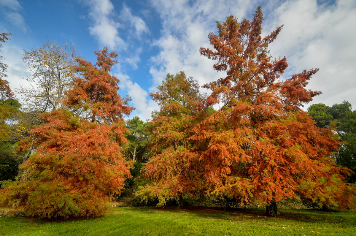 Jesenski đir po gradu, 15. studenog 2014. , foto: Marin Pitton Jesenski đir po gradu, 15. studenog 2014. , foto: Marin Pitton