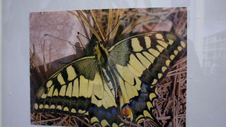 Izložba fotografija Vedrana Penge