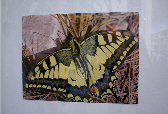 Izložba fotografija Vedrana Penge