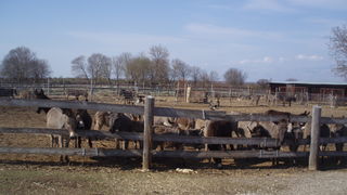 OLYMPUS DIGITAL CAMERA OLYMPUS DIGITAL CAMERA