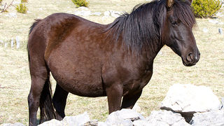 Divlji konji na Velebitu, foto: Leo Banić