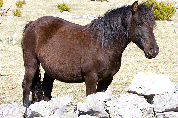 Divlji konji na Velebitu, foto: Leo Banić