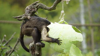 Zagreb, 080412.
U Zooloskom vrtu grada Zagreba neke od zivotinja tradicionalno su bile pocascene uskrsnim jajima. U sarenim pisanicama uzivali su lemuri, smedji kapucini, nosati rakuni, grivasti vukovi i ogrlicaste pekarije.
Na fotografiji: Smedji kapucin Zagreb, 080412.
U Zooloskom vrtu grada Zagreba neke od zivotinja tradicionalno su bile pocascene uskrsnim jajima. U sarenim pisanicama uzivali su lemuri, smedji kapucini, nosati rakuni, grivasti vukovi i ogrlicaste pekarije.
Na fotografiji: Smedji kapucin