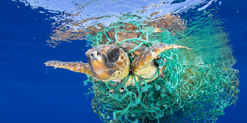 World Press Photo po 16. put u Beču, morska kornjača World Press Photo po 16. put u Beču, morska kornjača