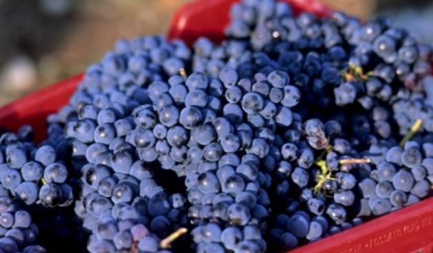 Grožđe, foto: herbalisten.blogspot.com