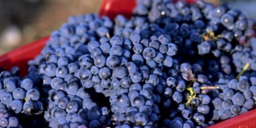 Grožđe, foto: herbalisten.blogspot.com Grožđe, foto: herbalisten.blogspot.com