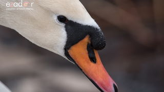 Zimska idila u Parku prirode Vransko jezero Zimska idila u Parku prirode Vransko jezero