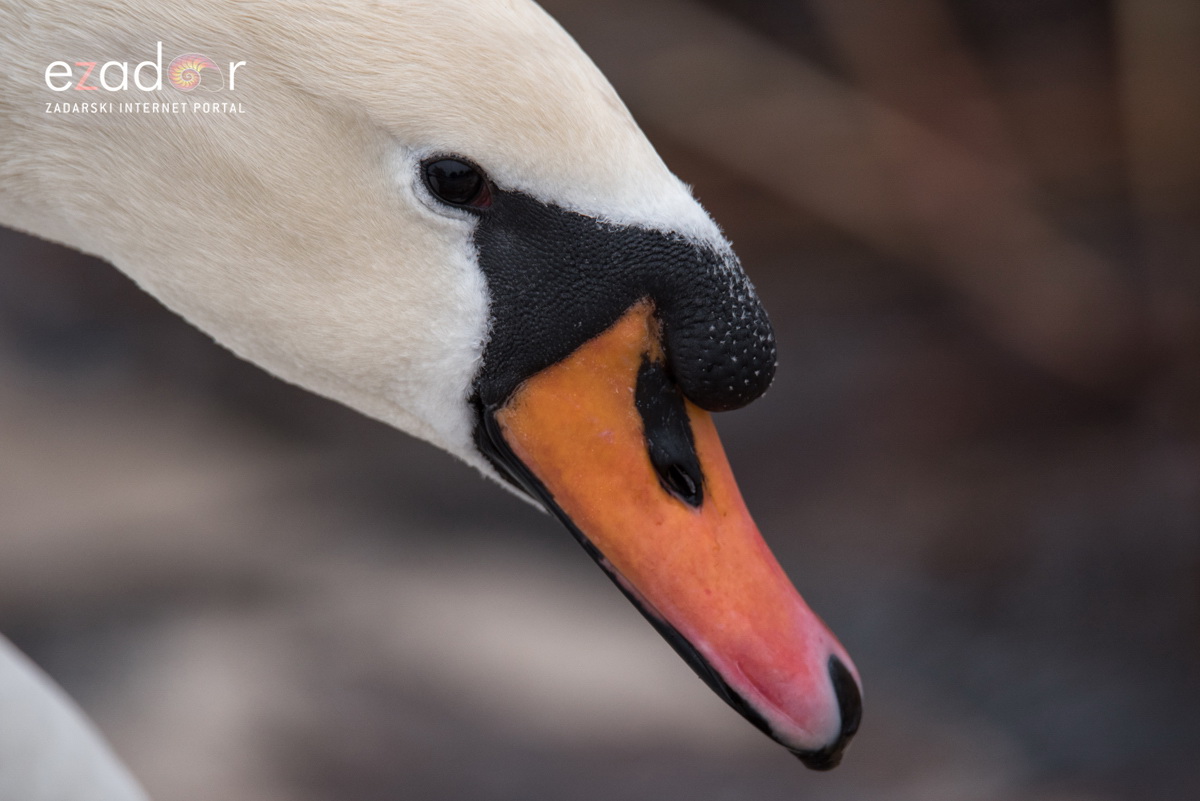 Zimska idila u Parku prirode Vransko jezero Zimska idila u Parku prirode Vransko jezero