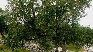 Image 1191209 (auto)