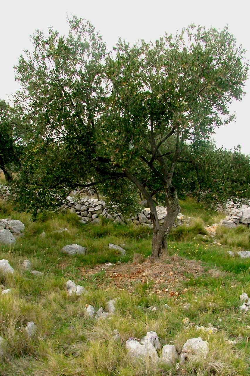 Image 1191209 (auto)