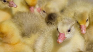 Benkovački sajam 10. travnja 2013, Foto: Leo Banić