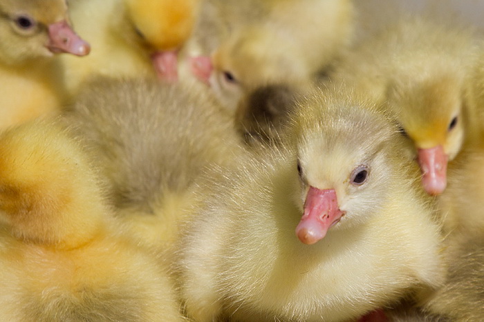 Benkovački sajam 10. travnja 2013, Foto: Leo Banić