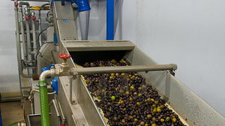 Put masline od stabla do djevicanskog ulja, Foto: Leo Banic Put masline od stabla do djevicanskog ulja, Foto: Leo Banic