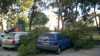 Sruseni bor u ulici Ante Starcevica
