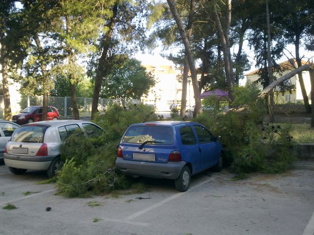 Sruseni bor u ulici Ante Starcevica