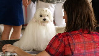 Zadar: Medjunarodna izlozba pasa CACIB 1. svibnja 2010.