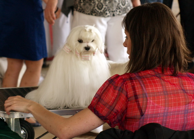 Zadar: Medjunarodna izlozba pasa CACIB 1. svibnja 2010.