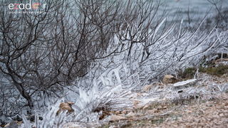Zimska idila u Parku prirode Vransko jezero Zimska idila u Parku prirode Vransko jezero